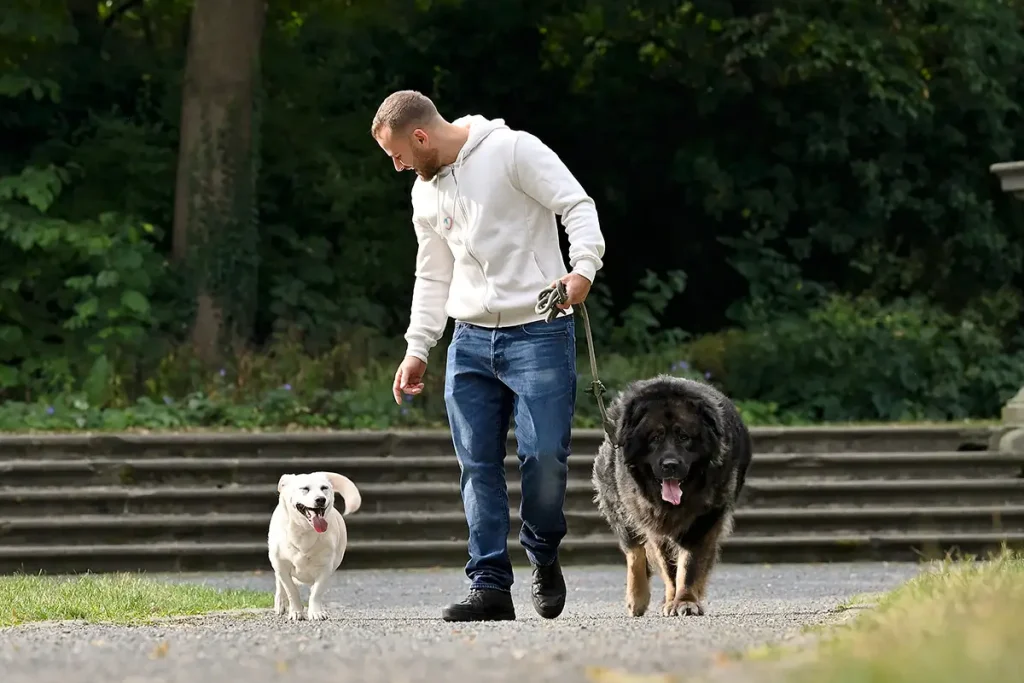 Mann bei Spaziergang im Park mit zwei Hunden